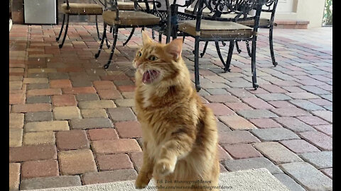 Funny Talkative Cat Scratches The Door To Come Inside - Right Now!