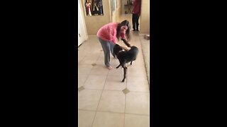 Dog ecstatic to be reunited with owner