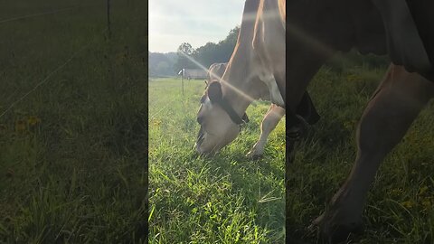 I love this sound… #shorts #homesteading #arkansashomestead #jerseycows