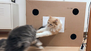 Just two cats wrestling inside a cardboard box