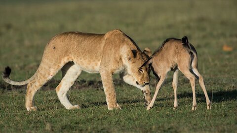 Lion Vs Wildebeest | Lion Save Baby Wildebeest After Eating His Mother