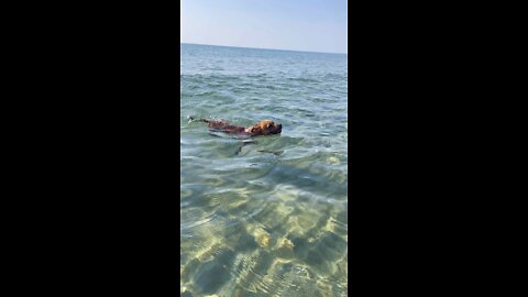 Best staffy swimmer