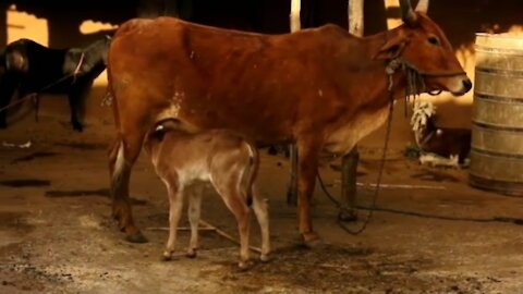 The cow gives milk to her calf