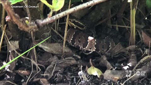 Manatee County homeowner recovers after venomous snake bite