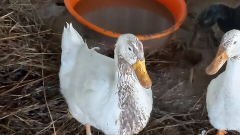 My Ducks love eating Apples 🍏|#food #farming #duck #viral #video #vlog #viralvideo #usa #agriculture