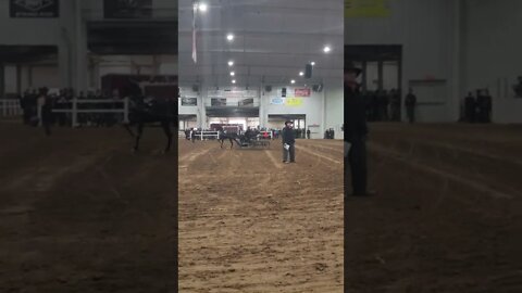 Amish Buggy Horse Auction