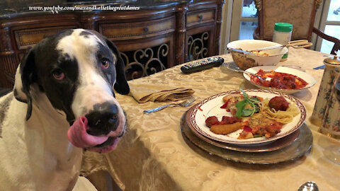 Polite Great Dane Loves Mozzarella Sticks