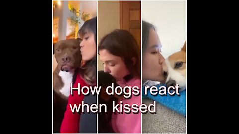 How dogs react when kissed