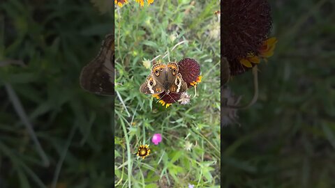 Why I haven’t mowed: #birds, #bees, #butterflies, #birddog & more. The sights and sounds of nature.