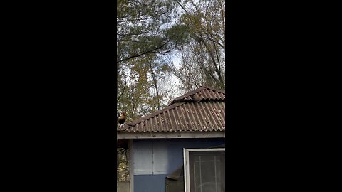 Bantams on the Roof