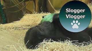 Baby Gorilla Indigo Plays With The Ribbon Part 1/2