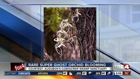 Rare 'Super' Ghost Orchid in bloom in Southwest Florida