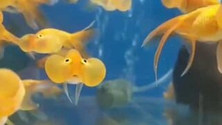 These cheeky fish are so very cute