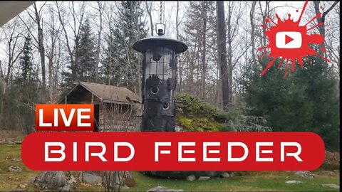 Bird Feeder In South River Ontario Day 2 #birdfeeder