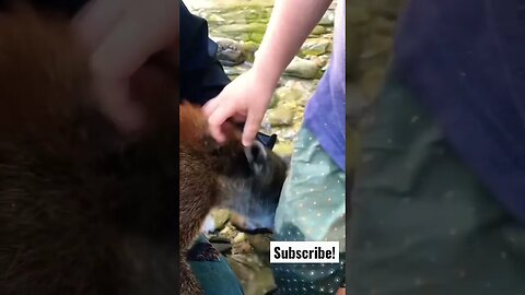 Randi the Blissed-out Coatimundi Goes Goldpanning with the Fam.