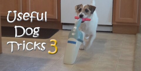 Cleverest Useful Dog Tricks 3 performed by Jesse