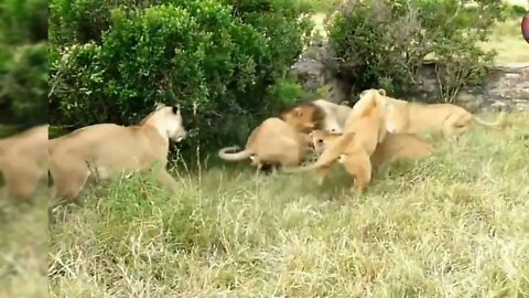 2 Male Lions Fight Viciously / Wildlife at its best