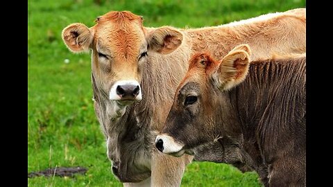 COW VIDEO 🐮🐄 COWS MOOING AND GRAZING IN A FIELD 🐄🐮