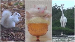 Animaux albinos: une beauté rare et exotique