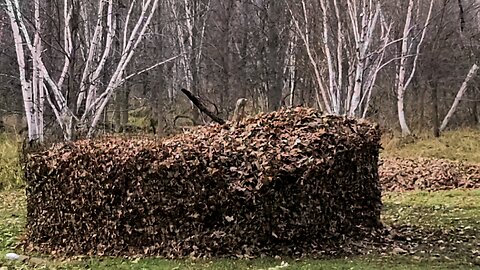 First load of dead leaves