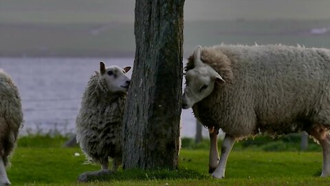 Flock of Sheep Playing and Relaxing