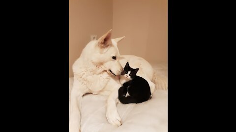 Kitty Playing With White Shepherd