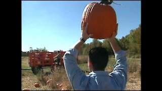 Visiting a pumpkin patch just outside of the city (10/17/03)