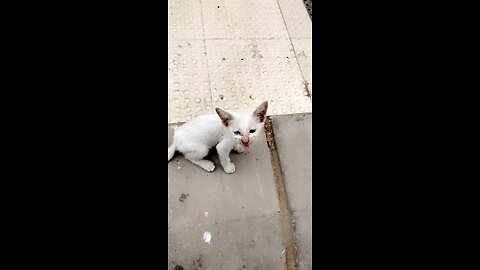 Lil cute kitten Cat has two coloured eyes