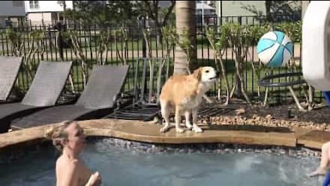 Is this dog the next Michael Jordan?