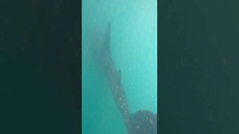 La Paz Whale Shark