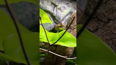 😱 Dangerous Nature's status ❤️ | Snake nature WhatsApp Status | amazing nature video ❤😳 #shorts(2)