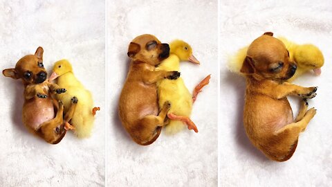 The little duck fell asleep for the puppy as a pillow