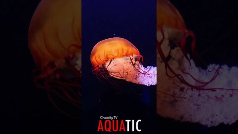 🌊 #AQUATIC - Mystique of the Pacific: Glowing Black Sea Nettle Dances Freely in the Deep 🦈