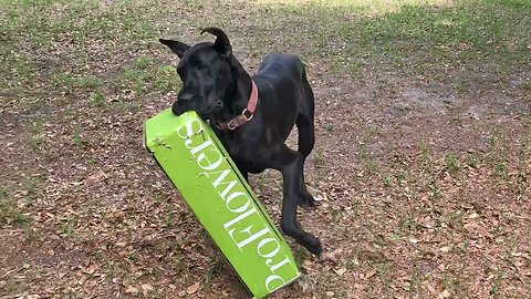 Funny Tiny Great Dane is Determined to Carry Big Flower Box