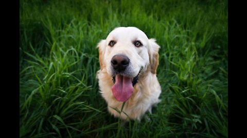 Retrievers Guard