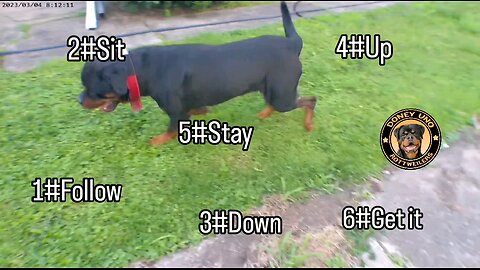 Doneyuno Rotties *MM* XXL Ri Moby Dick