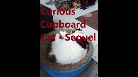 Curious Cupboard Cat - Sequel.