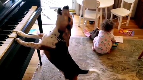 Dog Playing piano with Cute Baby || Dog Playing piano and sing the song