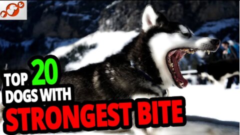 🐕 Most grounded Dogs - TOP 20 Dog Breeds With The Strongest Bite In The World!