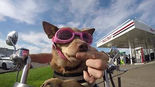 Fearless service dog loves riding motorcycle