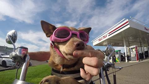 Fearless service dog loves riding motorcycle