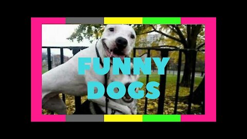 funny videos clean for kids | try not to laugh!!!! funny dog videos