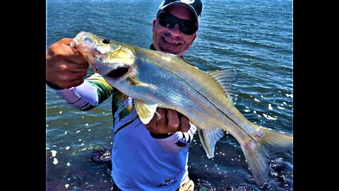 SNOOK FISH - BRAZIL