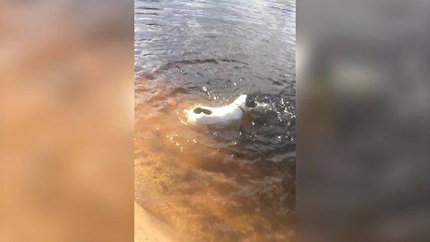 A Dog Catches A Fish Out Of A Pond