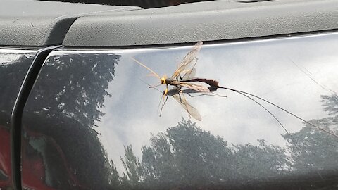 Wasp, alien creature, or something else?