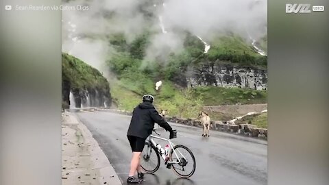 Un cycliste témoin d'un combat de boucs