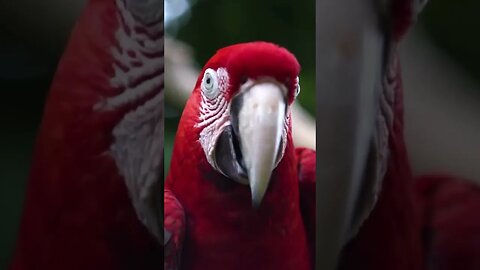 Relaxing Piano Music Parrot Animal World