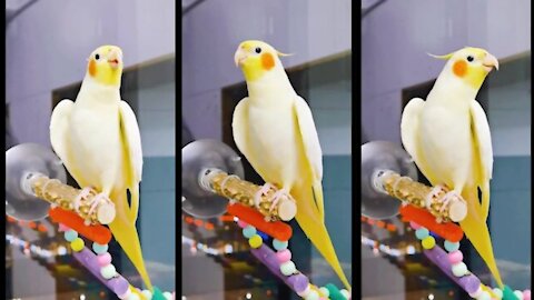 parrot can you sing #parrot pet cute PARROT