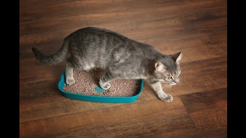 How to Train Your Cat to Use a Litter Box ?