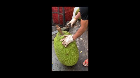 Giant Jackfruit